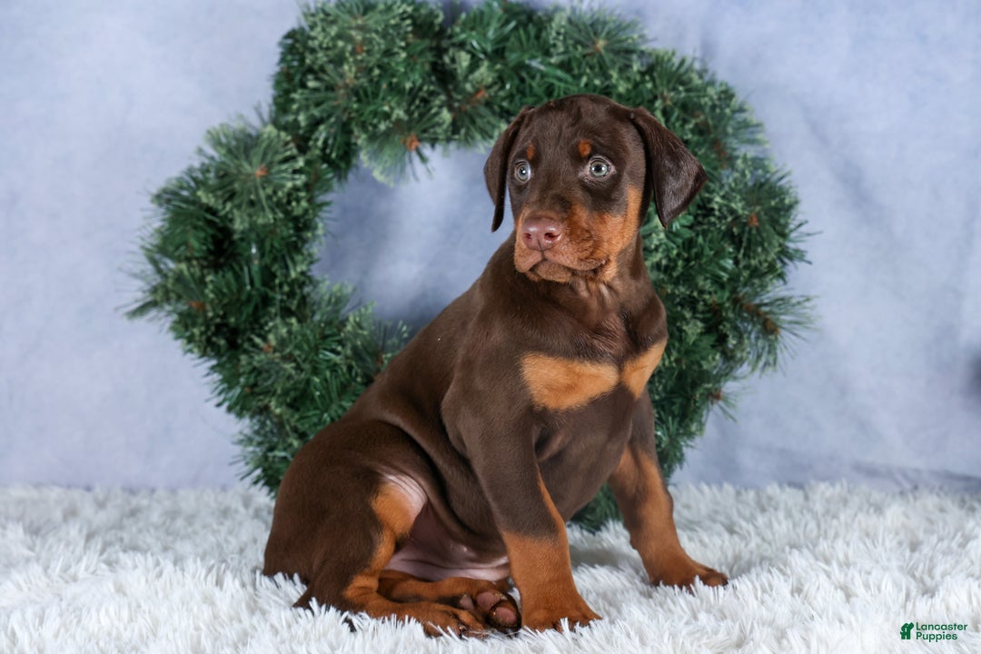 Doberman Pinscher dogs for sale: TASHA - Ad 10