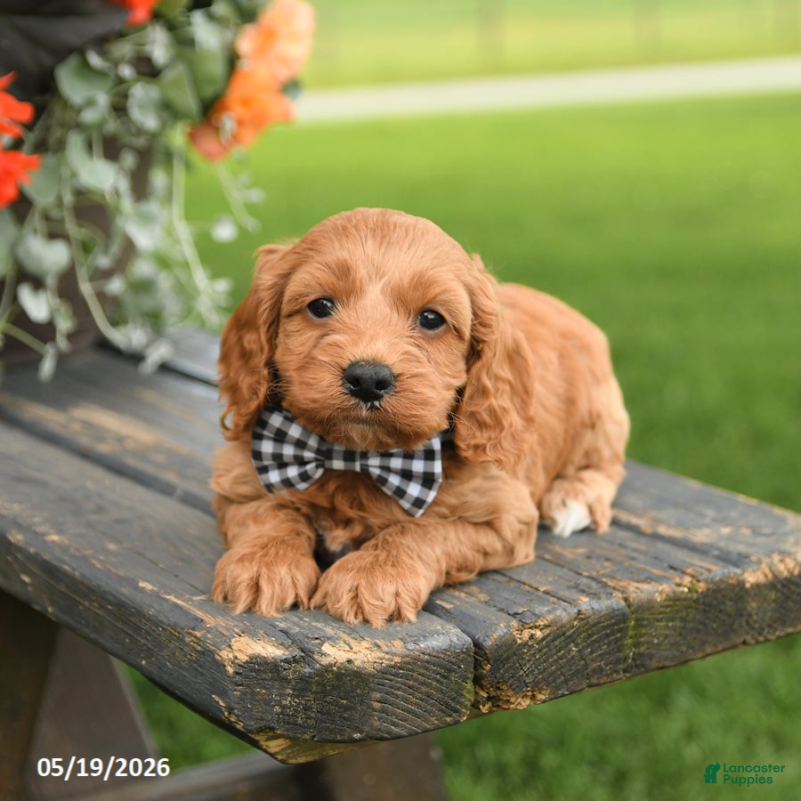 Cockapoo dogs Duke - Ad 2