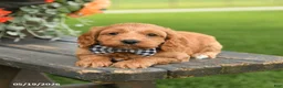 Cockapoo dogs for sale: Duke - Ad 2