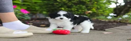 Cavapoo dogs for sale: Lacey - Ad 6