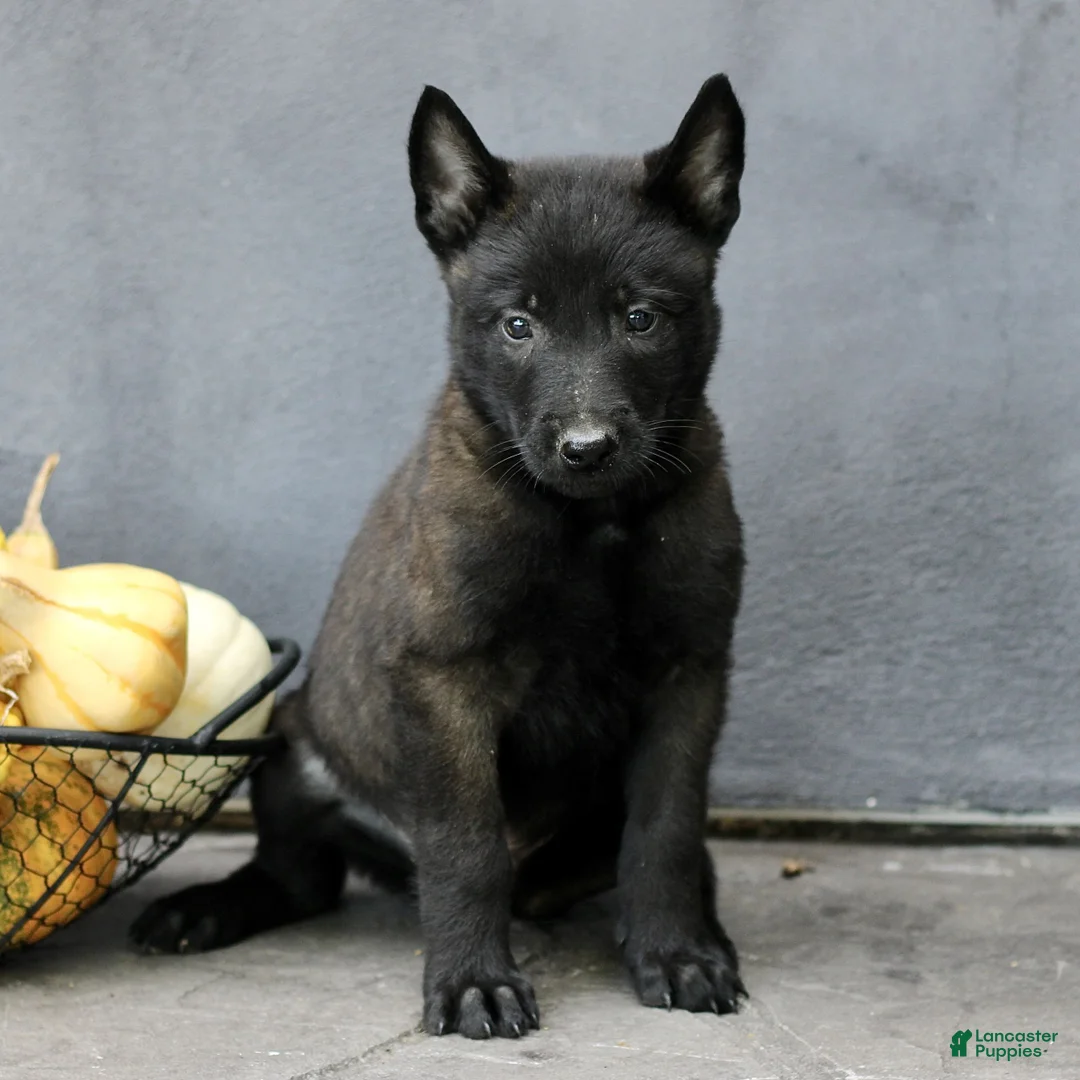 Belgian Malinois dogs for sale: Rover  - Ad 2