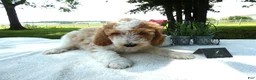 Mini Goldendoodle dogs for sale: Mini Goldendoodle 4 Ryan - Ad 3