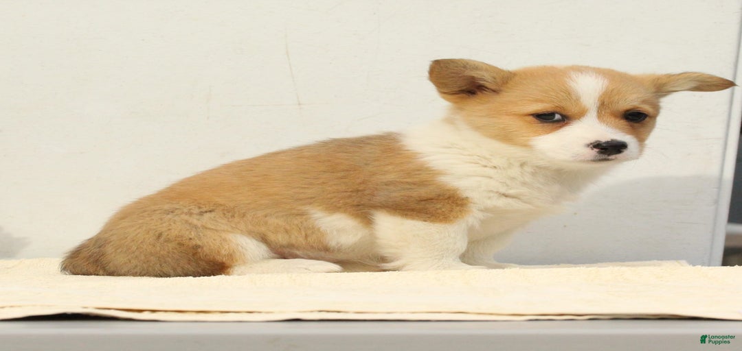 Gallery Image {{count}}