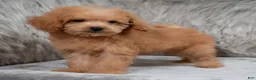 Mini Goldendoodle dogs for sale: Lily ID: 3854 - Ad 4