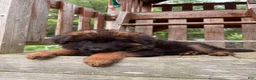 German Shepherd dogs for sale: Gracie - Ad 6