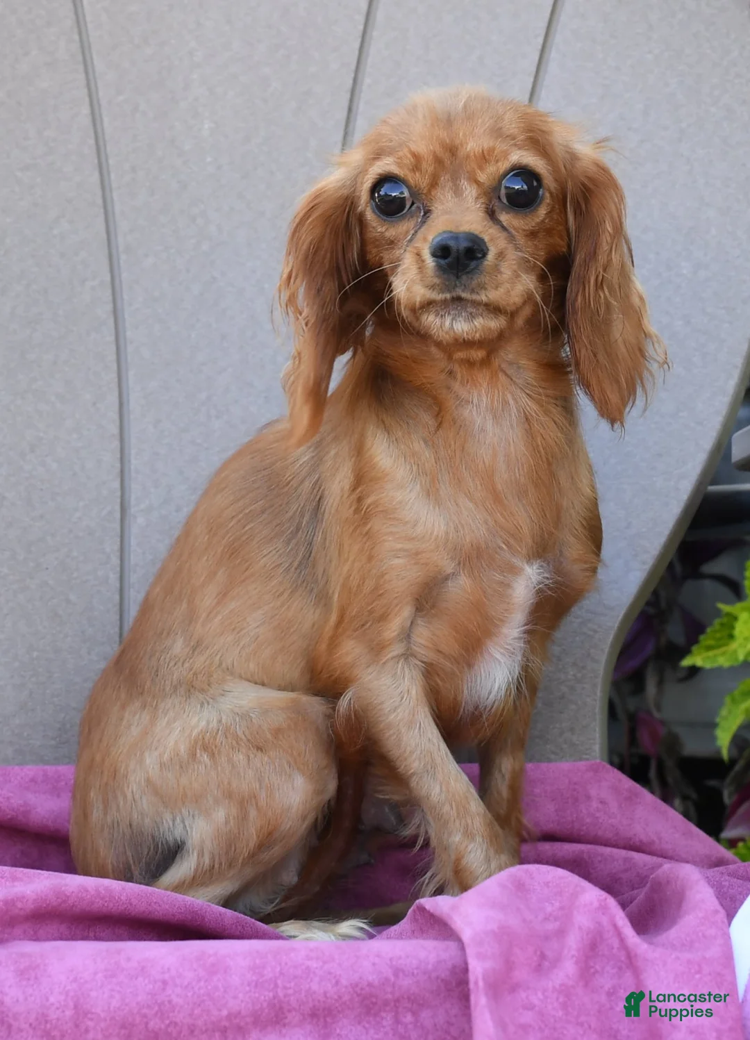 Cavalier King Charles Spaniel dogs for sale: Buck - Ad 10