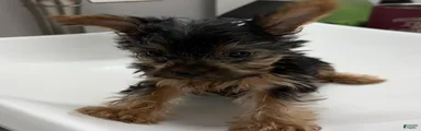 Yorkshire Terrier 3