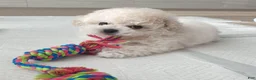 Bichon Frise dogs for sale: Maru (Male) - 9 weeks Old - Ad 5