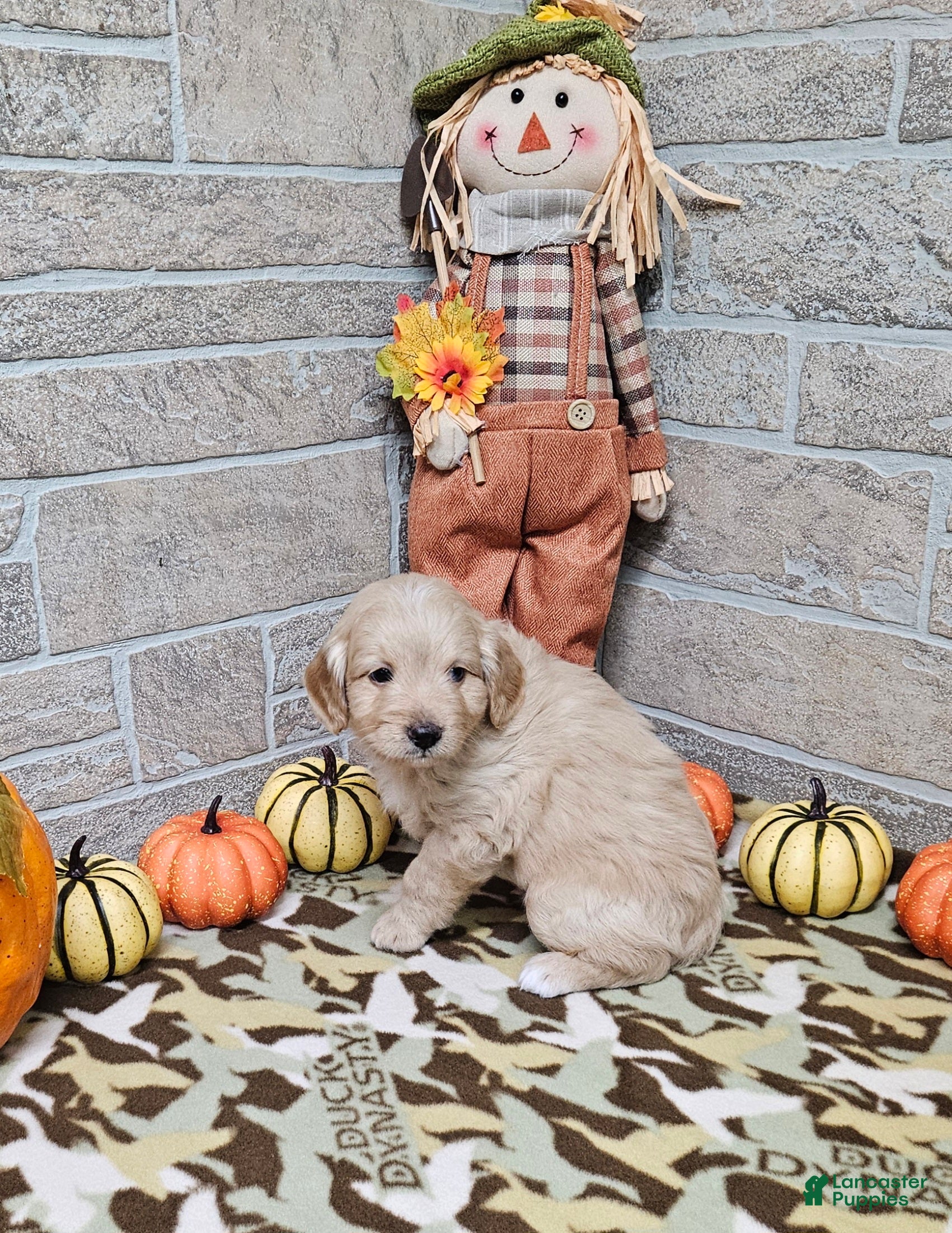 Mini Bernedoodle dogs for sale: F1b Carl - Ad 9