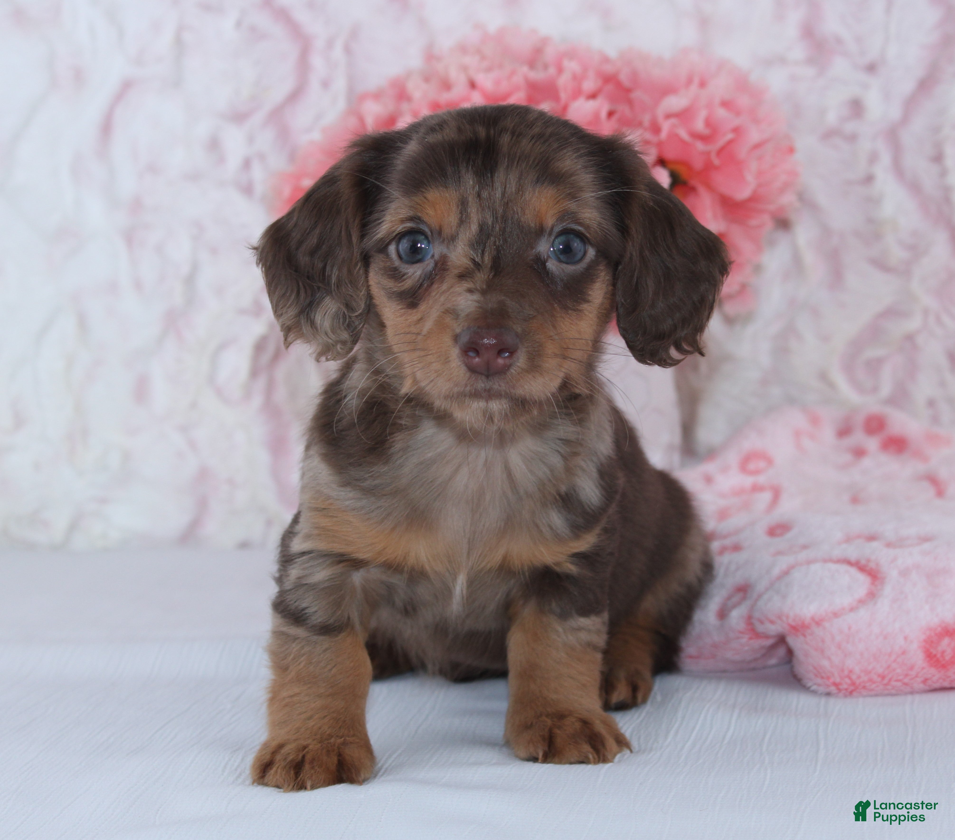 Miniature Dachshund dogs Becca - Ad 9