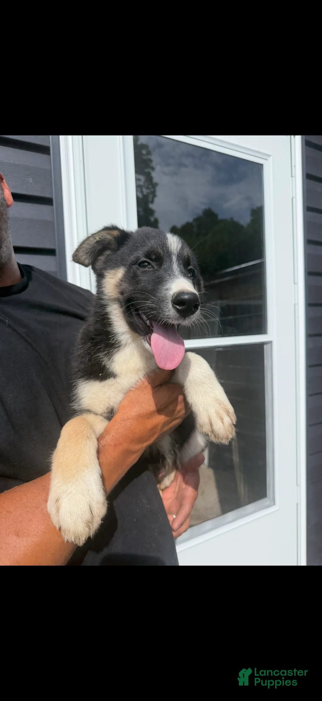 Gerberian Shepsky dogs for sale: Gerberian Shepsky 1 - Ad 5