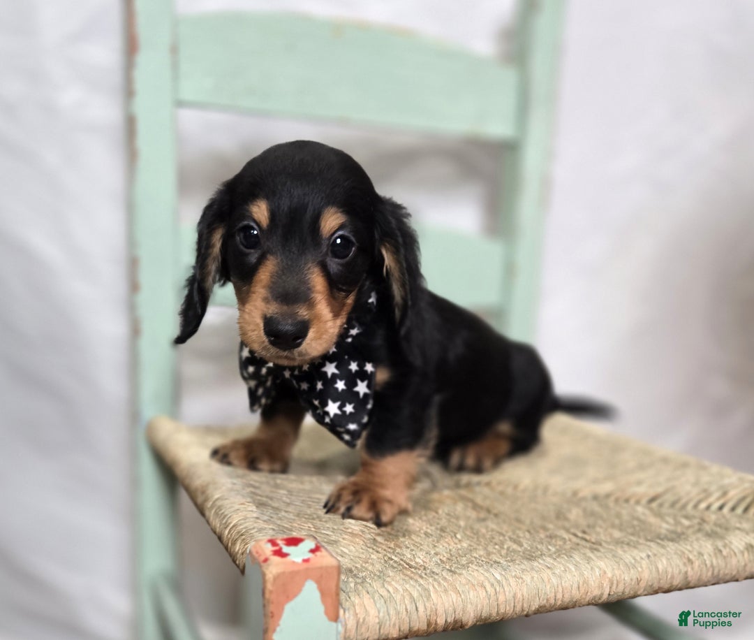 Miniature Dachshund dogs for sale: Tinker - Ad 6