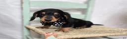 Miniature Dachshund dogs for sale: Tinker - Ad 6