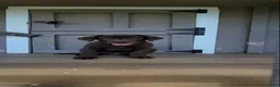 Labrador Retriever dogs for sale: Ginger  - Ad 1