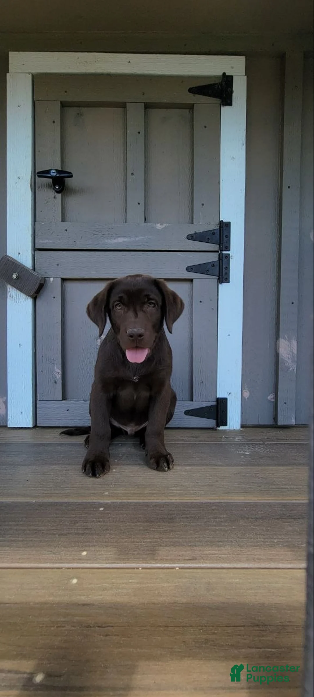 Labrador Retriever dogs for sale: Ginger  - Ad 1