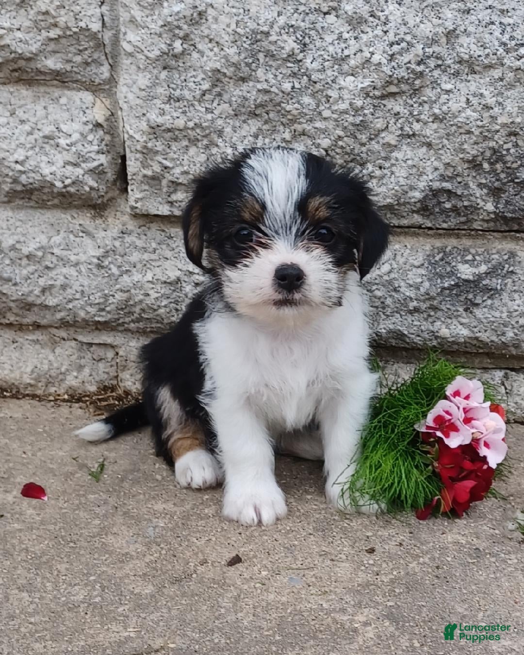 Mixed Breed dogs Misty - Ad 1