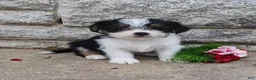 Mixed Breed dogs for sale: Misty - Ad 1