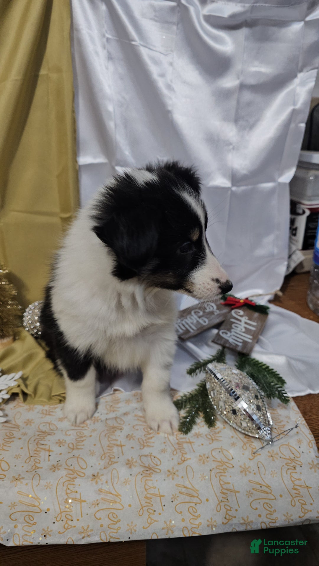 Shetland Sheepdog dogs for sale: Sugarplum - Ad 10