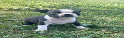 Boston Terrier dogs for sale: Utah - Ad 3