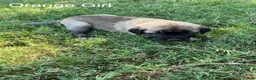 Turkish Kangal dogs for sale: Orange Girl - Ad 1