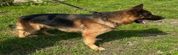 German Shepherd dogs for sale: MAX - Ad 4