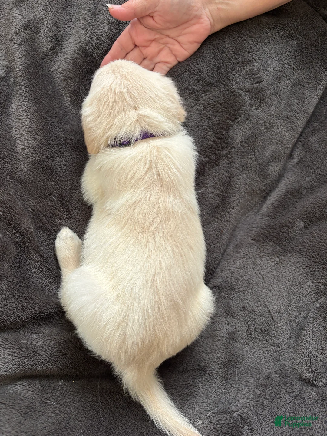 Mixed Breed dogs for sale: Purple Collar - Ad 2