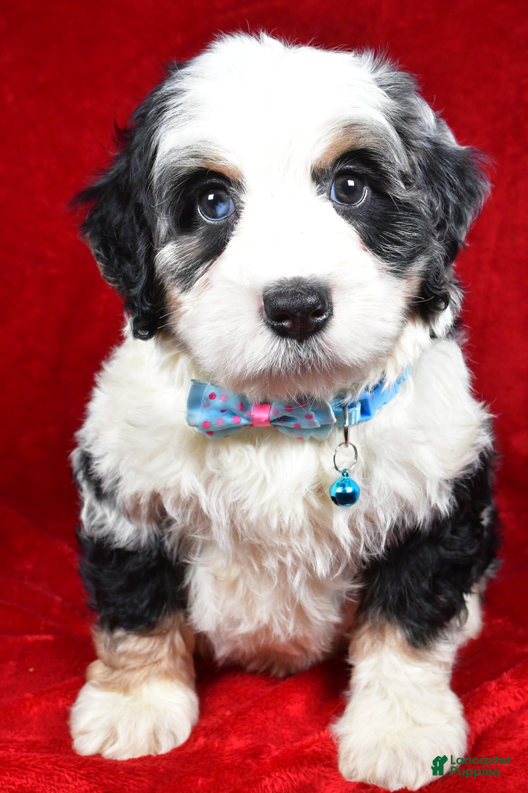 Mixed Breed dogs for sale: Cooper - Ad 6