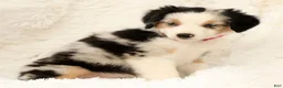 Miniature Australian Shepherd dogs for sale: Remi - Ad 6