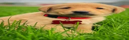 Labrador Retriever dogs for sale: Labrador Retriever Puppy 1 - Ad 24