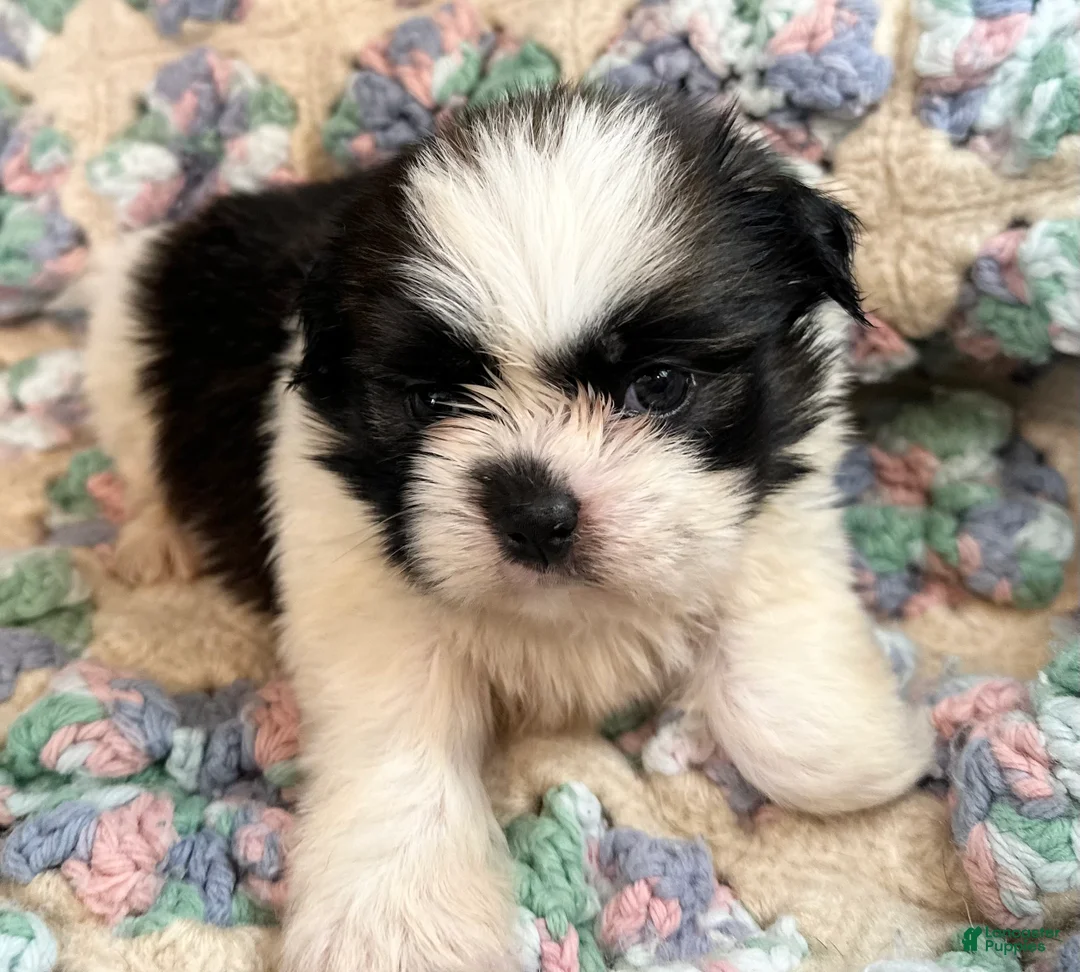 Shih Tzu dogs for sale: Shih Tzu 6 - Ad 1