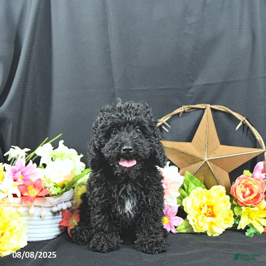 Miniature Poodle dogs for sale: Earl - Ad 6