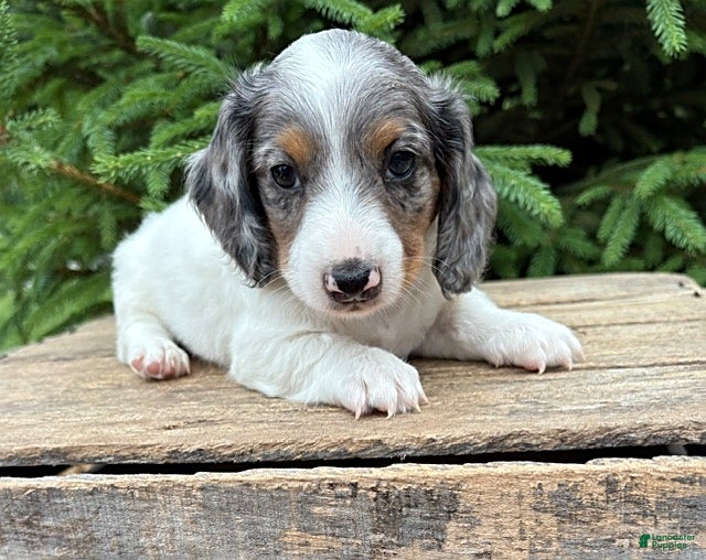 Mixed Breed dogs Ozzi - Ad 2
