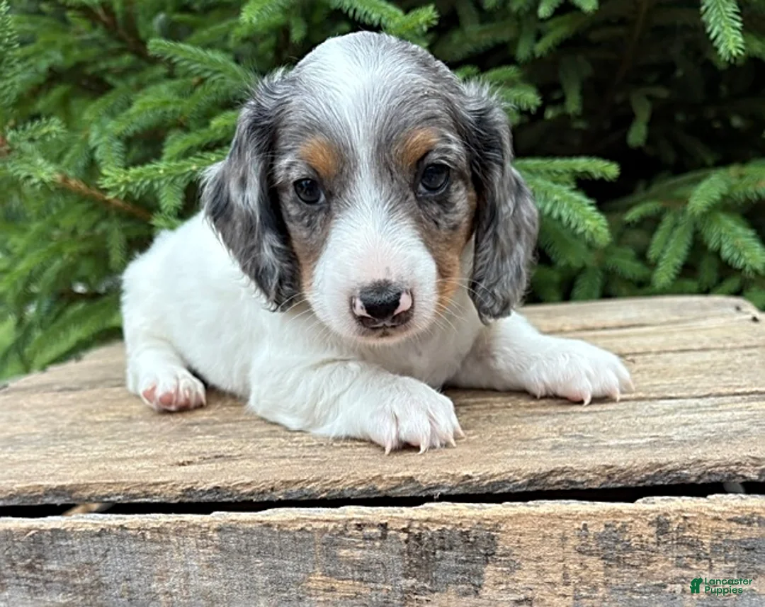 Mixed Breed dogs for sale: Ozzi - Ad 2