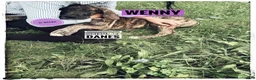 Great Dane dogs for sale: Wenny - Ad 4