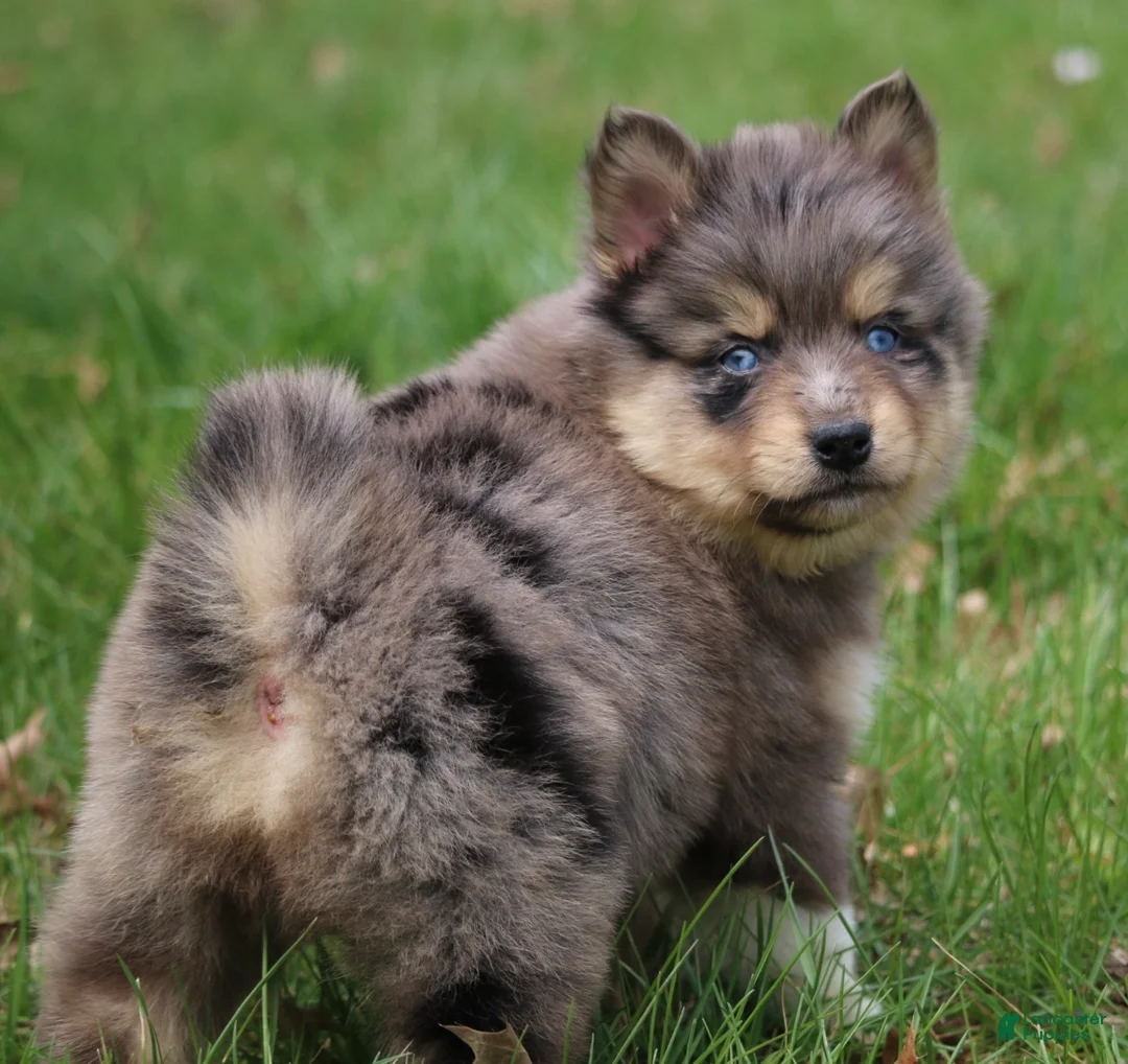 Pomsky dogs for sale: Checkers  - Ad 5