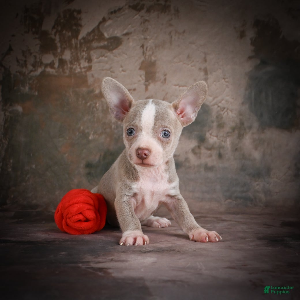 Chihuahua dogs for sale: Jay - Ad 2
