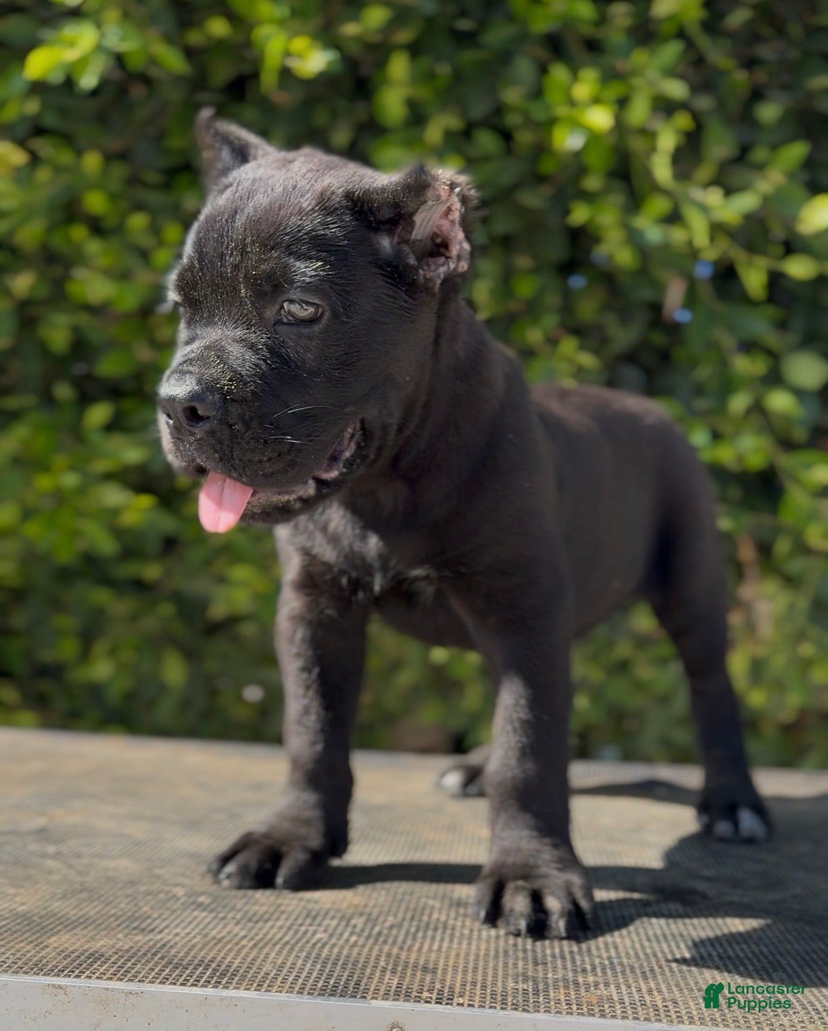 Cane Corso dogs Cane Corso 1 - Ad 2
