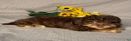Mixed Breed dogs for sale: Chase - Ad 4