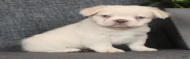 Prince Fluffy Platinum
