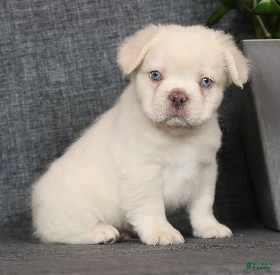 French Bulldog dogs for sale: Prince Fluffy Platinum - Ad 2