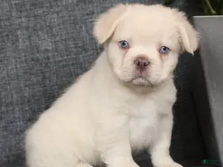 French Bulldog dogs for sale: Prince Fluffy Platinum - Ad 4