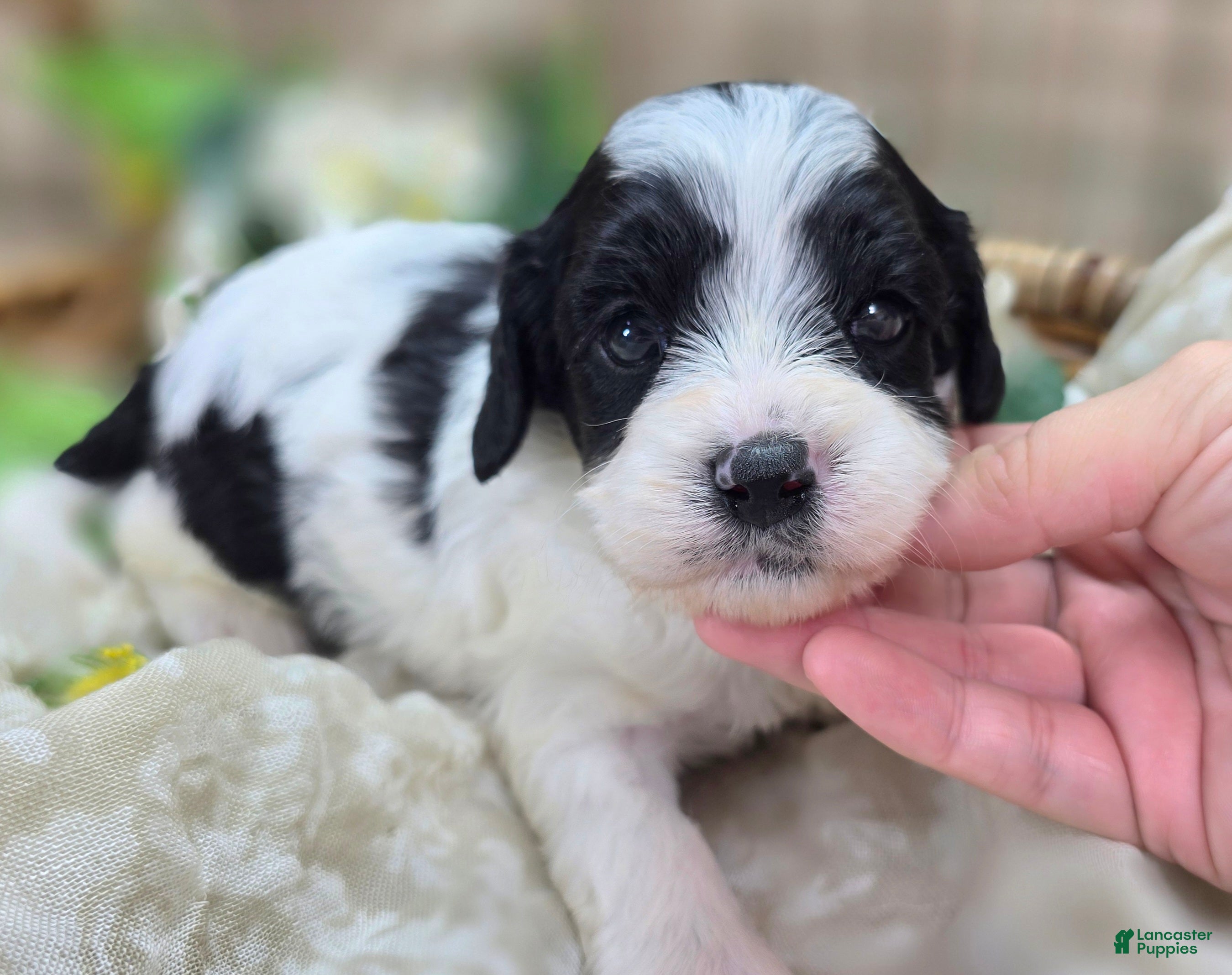 Cavapoo dogs Laramie - Ad 25