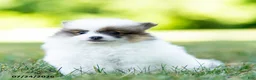 Pomeranian dogs for sale: Baxter - Ad 4