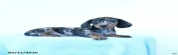 Miniature Dachshund dogs for sale: Paisley - Ad 3