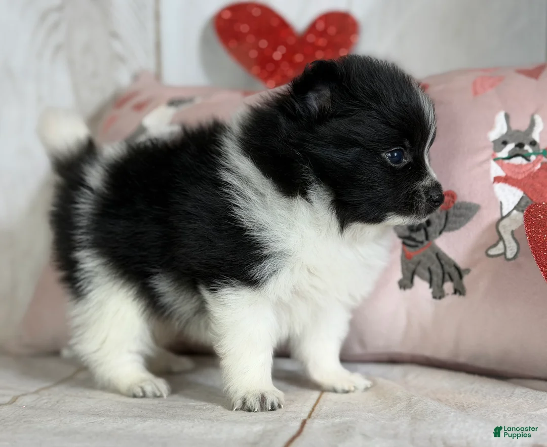 Pomeranian dogs for sale: Panda  - Ad 3
