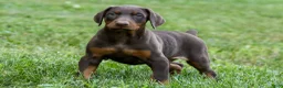 Doberman Pinscher dogs for sale: OSWALD - Ad 3