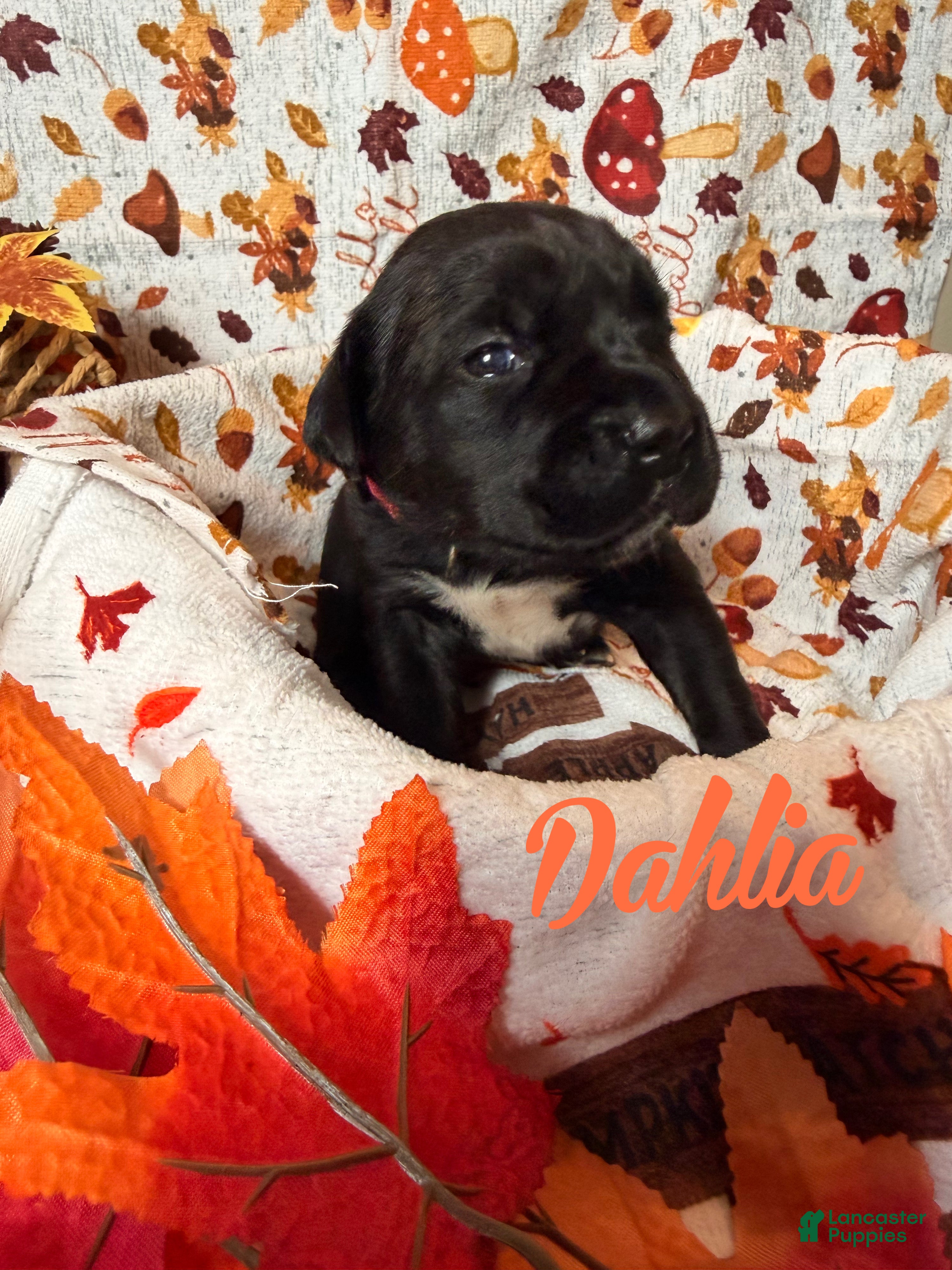Cane Corso dogs Dahlia - Ad 1