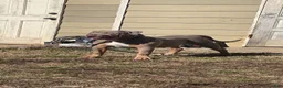 American Bully dogs for sale: American Bully 5 - Ad 2