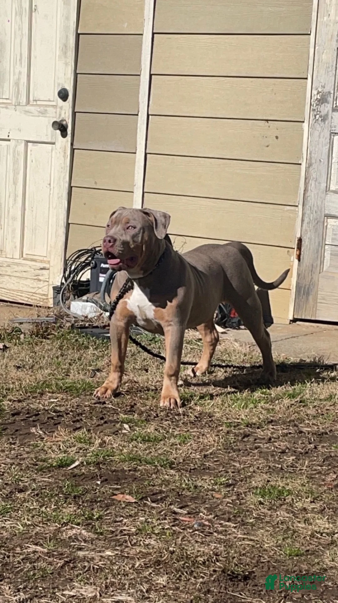American Bully dogs for sale: American Bully 5 - Ad 2