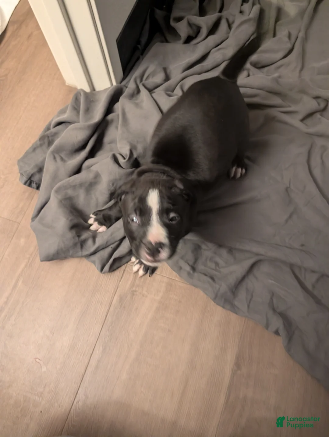 American Pit Bull Terrier dogs for sale: Bubba - Ad 2